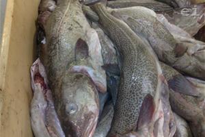 The fishing industry in Iceland is the most important one | photo: Adelina Marini | www.euinside.eu