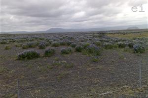 The blue flower in Iceland that is helping the soil get better | photo: Adelina Marini | www.euinside.eu