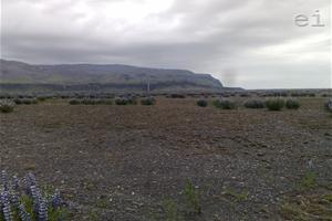 The blue flower in Iceland that is helping the soil get better | photo: Adelina Marini | www.euinside.eu