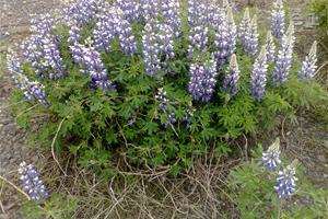 The blue flower in Iceland that is helping the soil get better | photo: Adelina Marini | www.euinside.eu