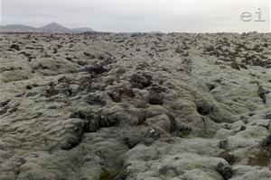 Precious moss on the 1,000-year old lava in Iceland | photo: Adelina Marini | www.euinside.eu
