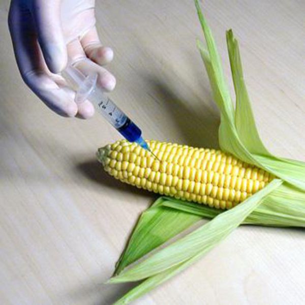 genetically modified organisms gmo corn genetic before gmos bad foods engineered crops agriculture eu sweet dna been nutrition produce usa